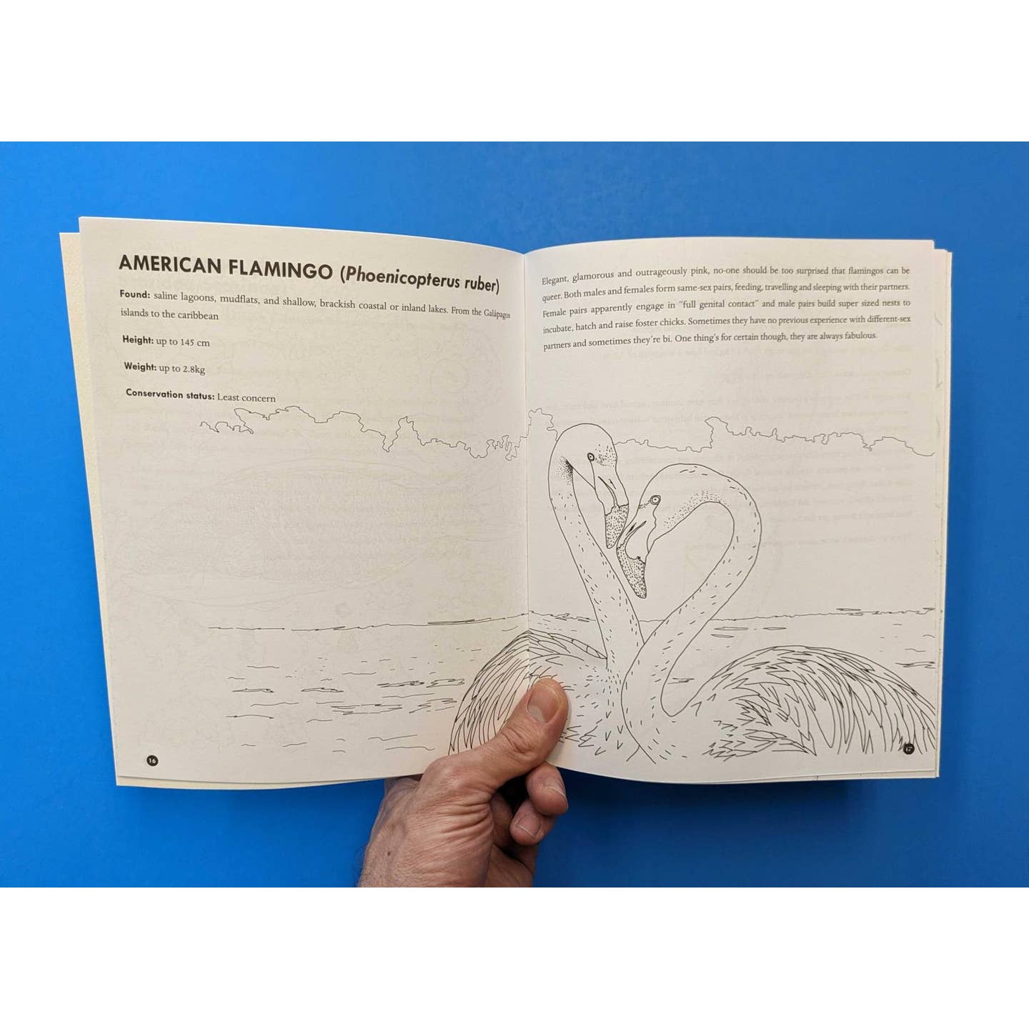 Queer Animals Coloring Book - Book