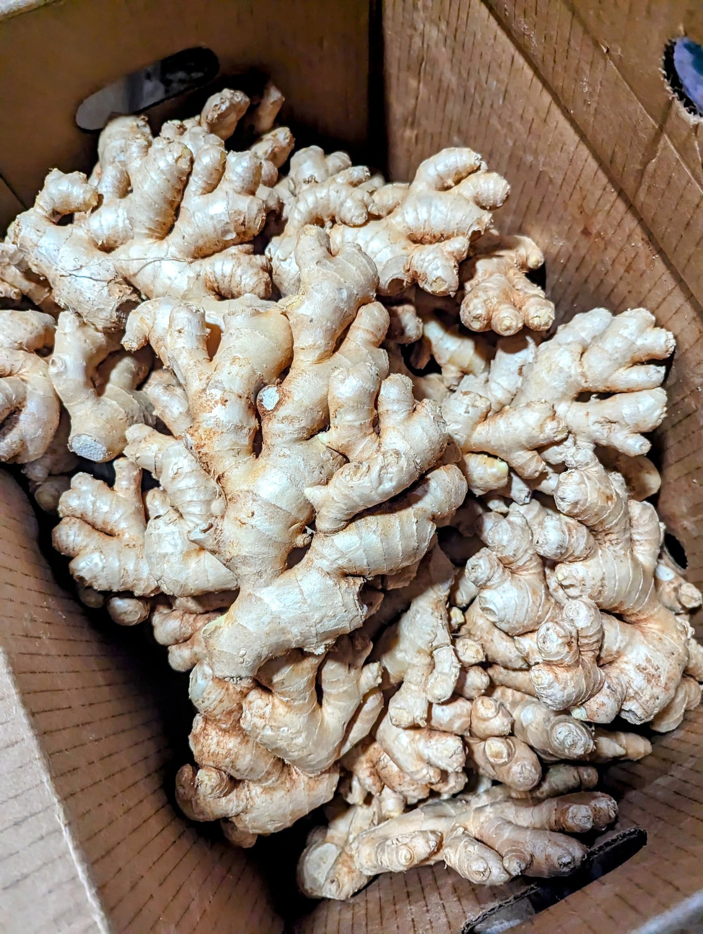 Freeze Dried Ginger Powder - Harvest Spice