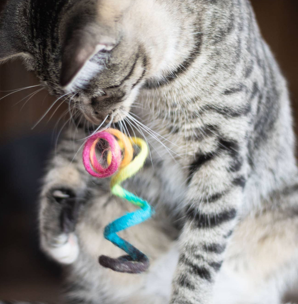 Cat Toy