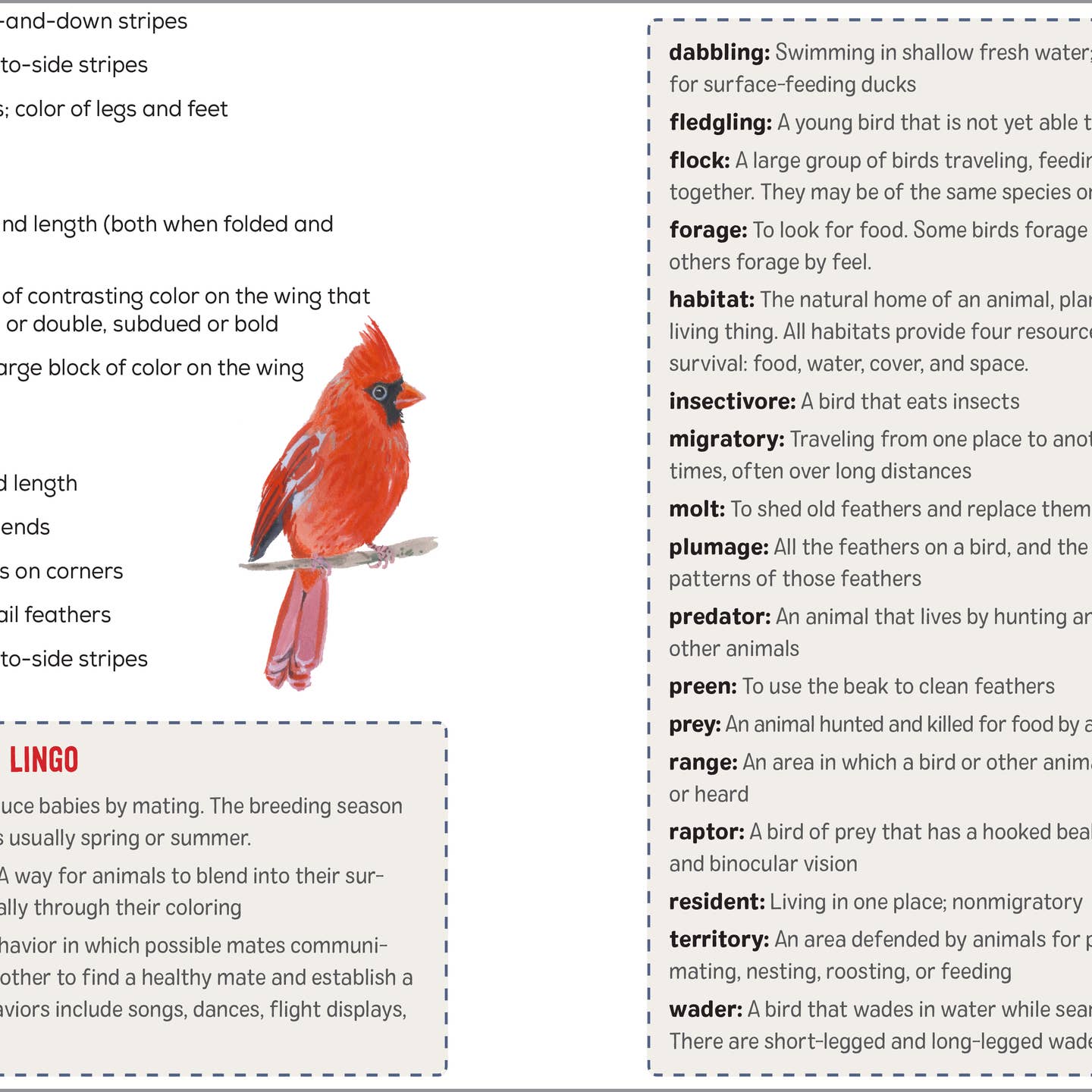 Bird Watching Book For Kids - Book