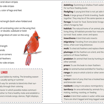 Bird Watching Book For Kids - Book